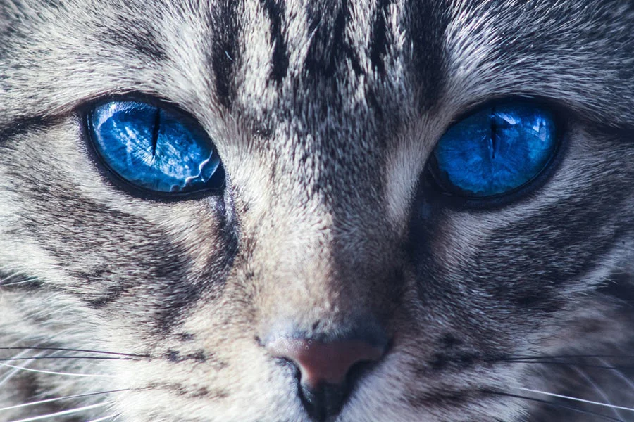 Las 7 Razas de Gatos Más Hermosos del Mundo