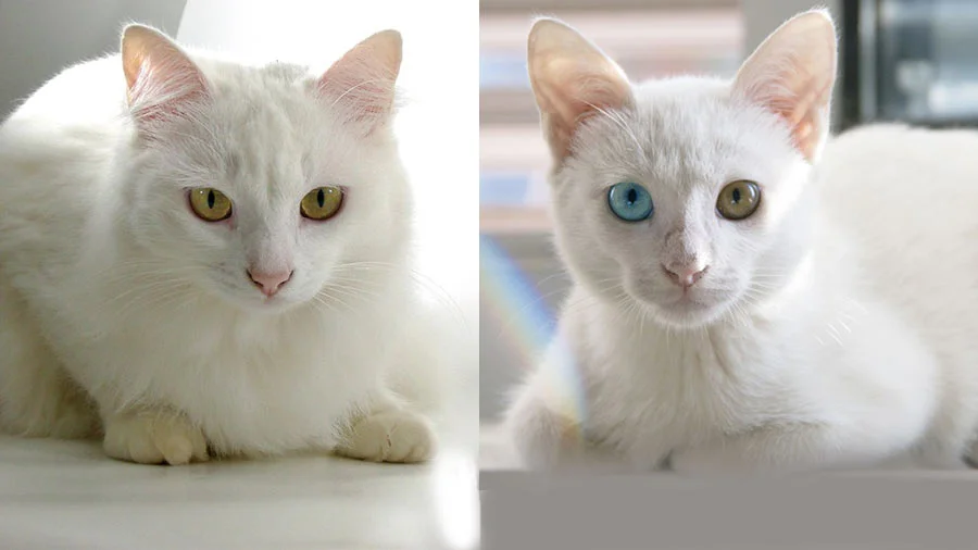 Diferencias entre Khao Manee y Angora Turco: Guía Completa