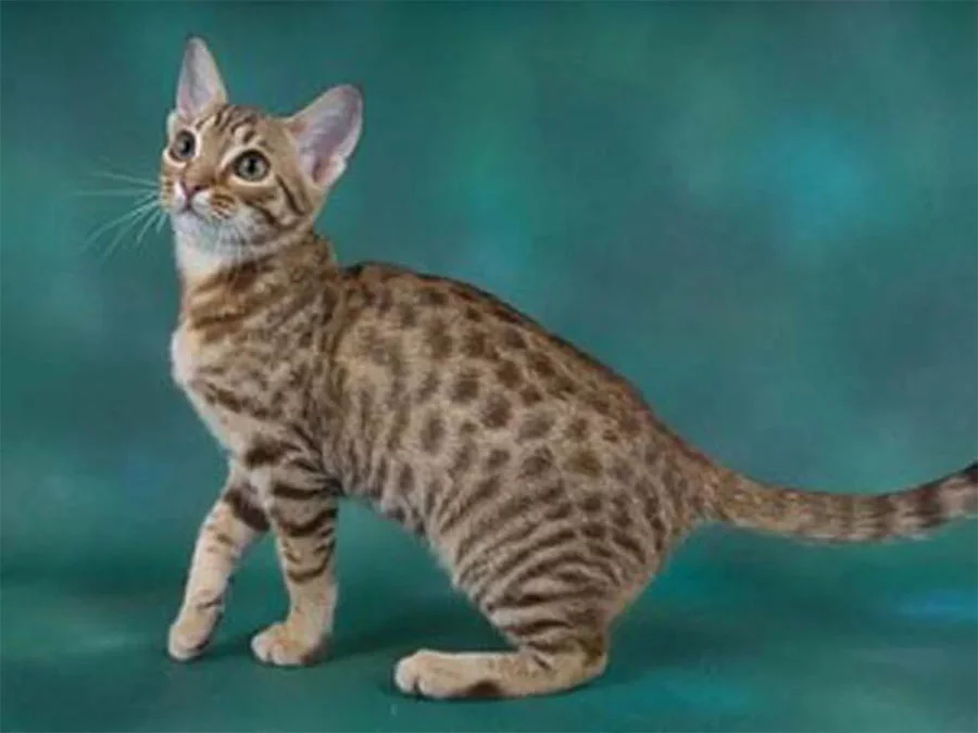 Gato Ocicat