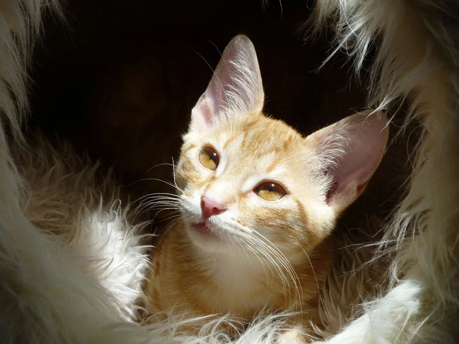 Gato Oriental de Pelo Largo