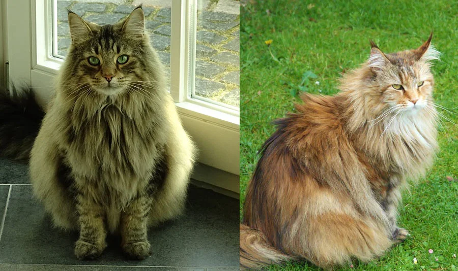 Diferencias entre Gato Siberiano y el Bosque de Noruega