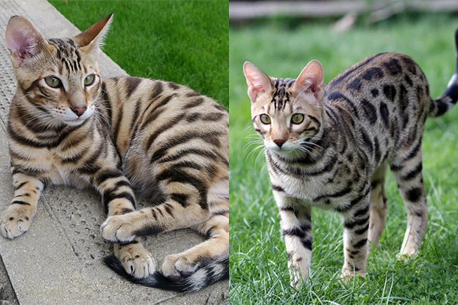 Diferencias entre los Gatos Toyger y Bengalí: Guía completa