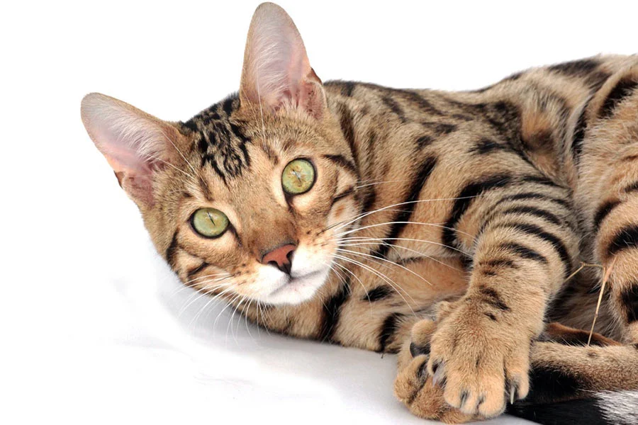 Gato Toyger