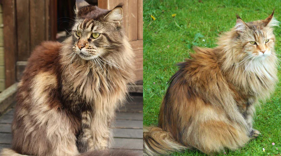 Diferencias entre el Gato Maine Coon y el Bosque de Noruega