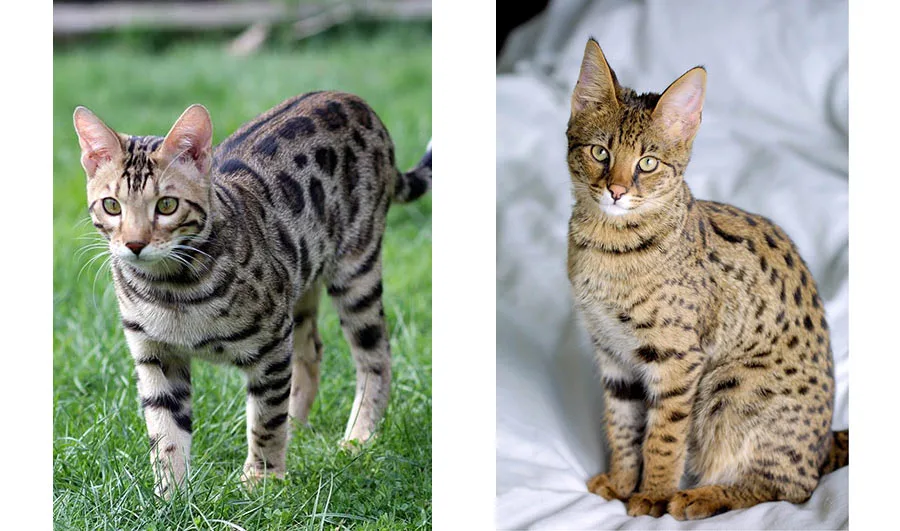 Diferencias entre Gato de Bengala y Ocicat