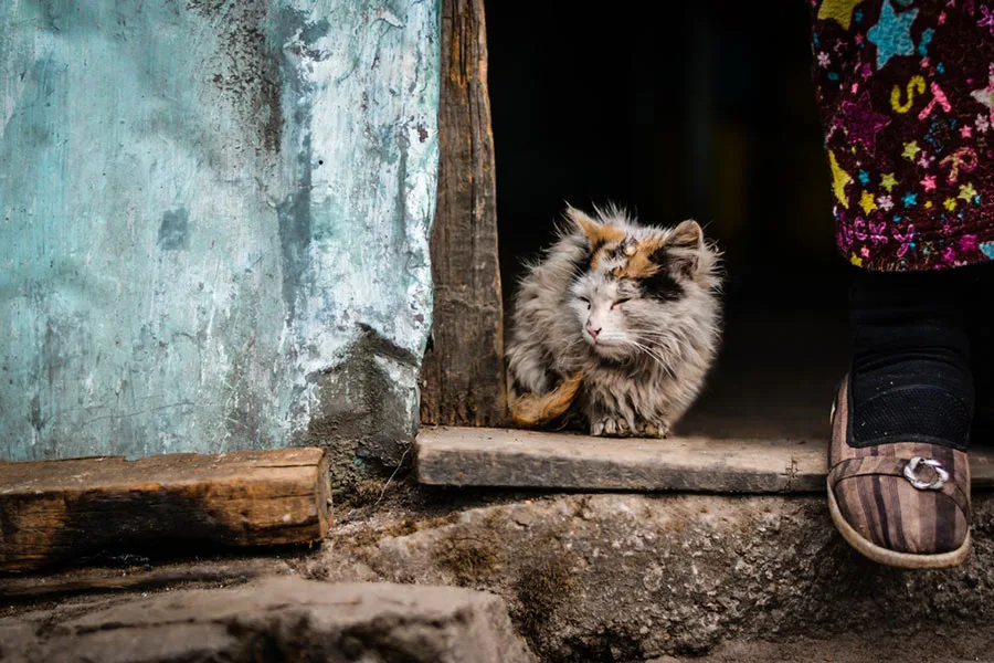 ¿Mi gato está envenenado?